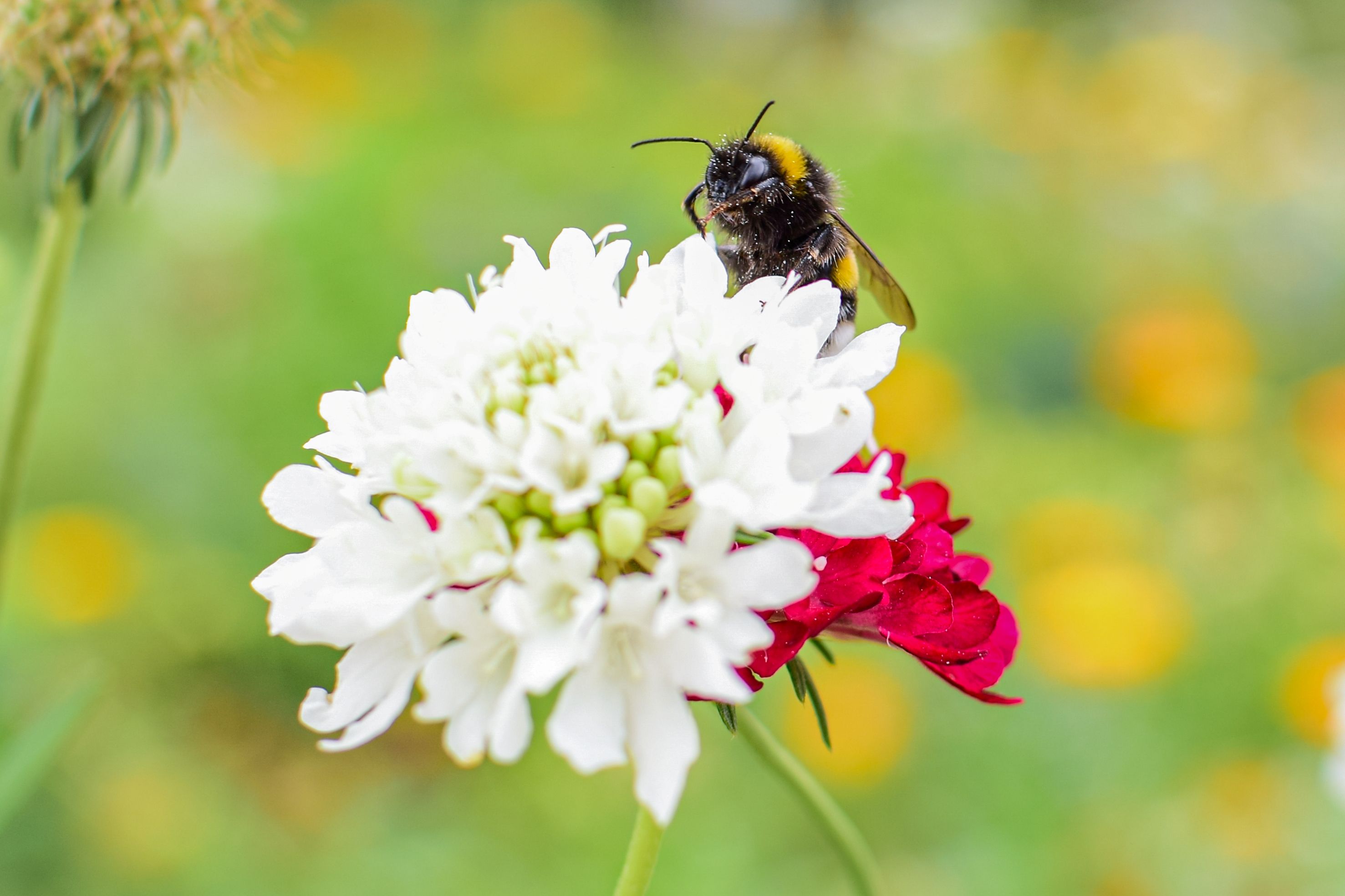 Nature Sample Photo